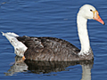 Domestic goose x Mute Swan hybrid